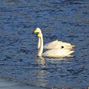 큰고니 [whooper swan] 이미지