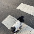 펫글뷰티 이미지