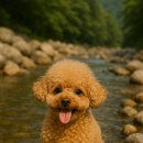 🐾2025년 반려견과 떠나는 노지캠핑! 계곡까지 가능한 전국 숨은 명소 TOP 7은?
