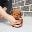 행복한강아지 이미지