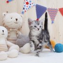 광산구-037 | 목포고양이분양 펫샵 순천 여수 맞춤으로