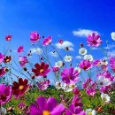 푸르른날 이미지