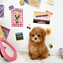 요기독 강아지분양 고양이분양 수원본점 이미지