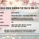 호반택시(주) | 속초 영랑호 🌸 벚꽃축제 2026 일정부터 주차까지 한 번에 정리