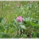 안산천1 이미지