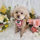 라미펫살롱 이미지