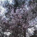 산위에 사과