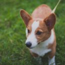 파주24시동물병원 이미지