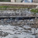 대장천생태하천 이미지