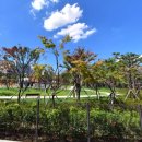 구로두산(아) 이미지