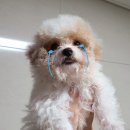 천사약국 | 강아지 지알디아 치료후기 &amp; 병원비 : 파나쿠어, 메트로질구입