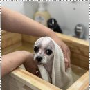 루원시티독 이미지