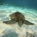 썬키스로드 화장실 옆 | [보홀] 발리카삭 거북이 호핑투어+버진로드 가격 나팔링 취소 후기ㅣ스노쿨링 물놀이 체크리스트 꿀템...