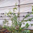 가온팜스 이미지