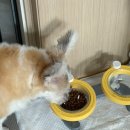 딩고 | 강아지 노령견 사료 추천 딩고나투라 사료 급여 후기