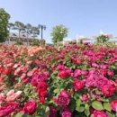 장미의거리10 이미지