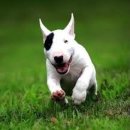 바우바우 이미지