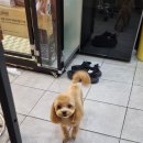 honapet(호나펫) 이미지