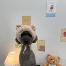 나드리독 이미지