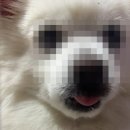 나람 | [🇦🇺 :Melbourne] D+53 / 호주 한복판에서 새우장을 외치다. + 계란장 ㅋㅋ 이거 한번만 먹어봐 엄마소원!