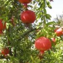 비봉슈퍼 이미지