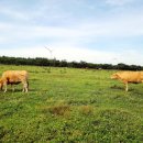 세일목장 이미지