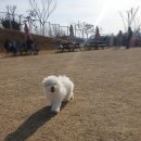 매직 펫 살롱 이미지