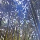 제주돌담 이미지