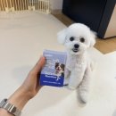코코J | 강아지 관절 영양제 추천? 폭풍 검색 끝에 선택한 벳츠초이스 뉴트리션 J+ 급여 후기