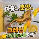 토당로 | 일산 파충류샵 크레윙 고양 능곡점 크레스티드게코 분양 후기