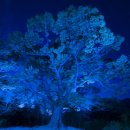 푸른나무 이미지