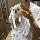 코드펫 | 용인 수지 풍덕천동 애견미용 루시펫살롱 장모치와와 기본 미용 맡기기
