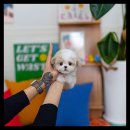 배곧애견샵 네이버블로그