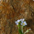 까치꽃 반찬 이미지