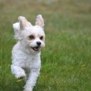 스마트독까페 이미지