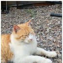 오블리비아테 이미지