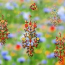 원광대학교 동서보완의학대학원 이미지