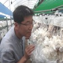경신식품 | 속 더부룩할 때 필수템, 경신바이오 꽃송이버섯 효소 솔직후기