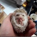 미니펫스토리 이미지