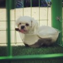 견인지역 애견운동장 유치원 김포점 이미지