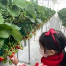 가나안농원 | [육아 나들이] 찬 바람에도 끄떡없어! 서울·인천 근교 실내 딸기 체험 완벽 분석 🍓