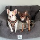 팰리스스튜디오 | W 5ෆ 인천 세미앙 스튜디오 후기 (웨스턴 팰리스 홀 패키지)