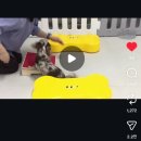 메리펫 애견유치원 이미지