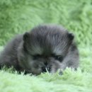 은아농장 이미지