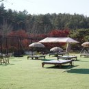 남평초등학교 | 나주 가볼만한곳 남평은행나무길 수목원 여행