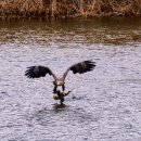 오리사냥 이미지