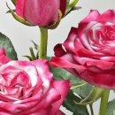 꽃의나라 이미지