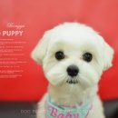 봉구애견미용샵 이미지