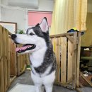 사랑할개 이미지