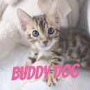 버디독 강아지분양 고양이분양 안심분양센터 인천점 이미지